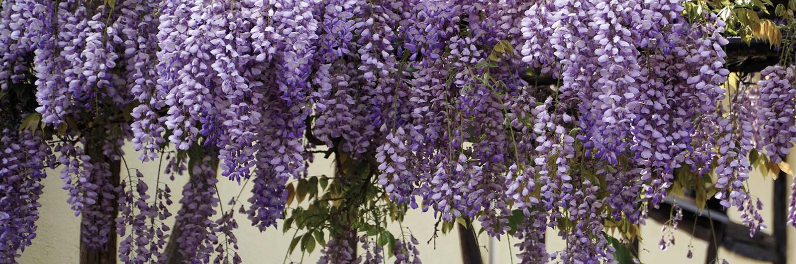 Glycine en fleur au-dessus d'une pergola.